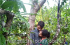 Love affair ends in tragedy: Missing  pair  found  hanging from tree